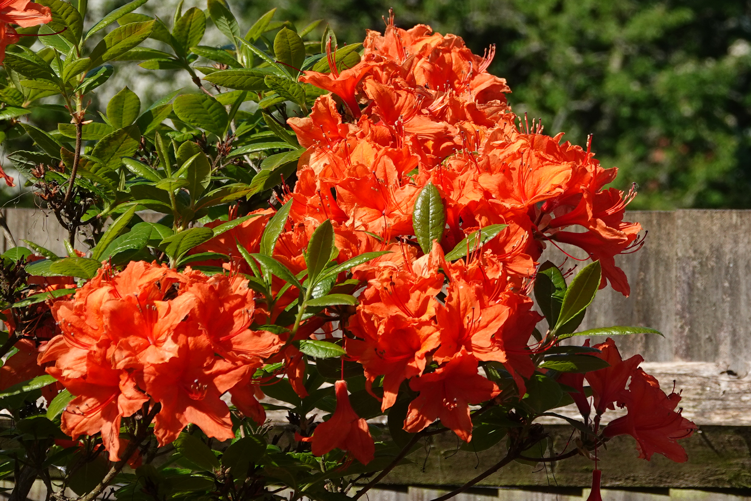 Unknown hybrid